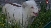 Mascotas exóticas: el zorro ártico de Sevilla se recupera