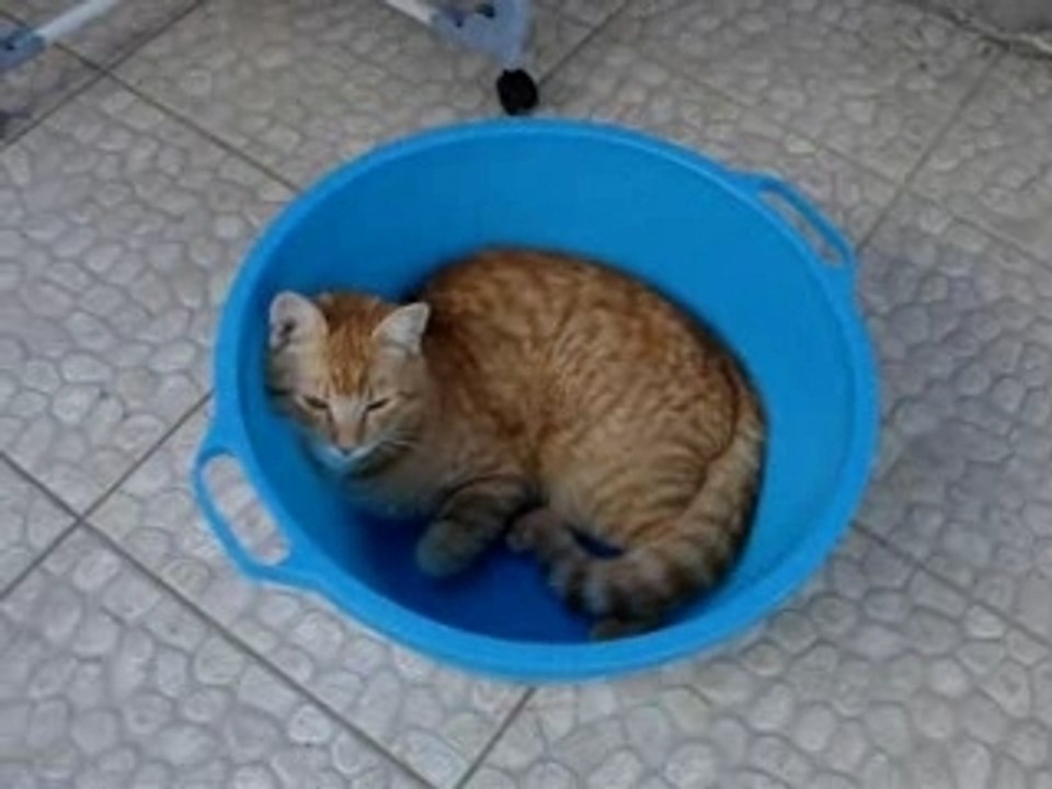 Charou
