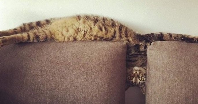 Ces photos de chats dans des positions étirées et improbables sont à mourir de rire
