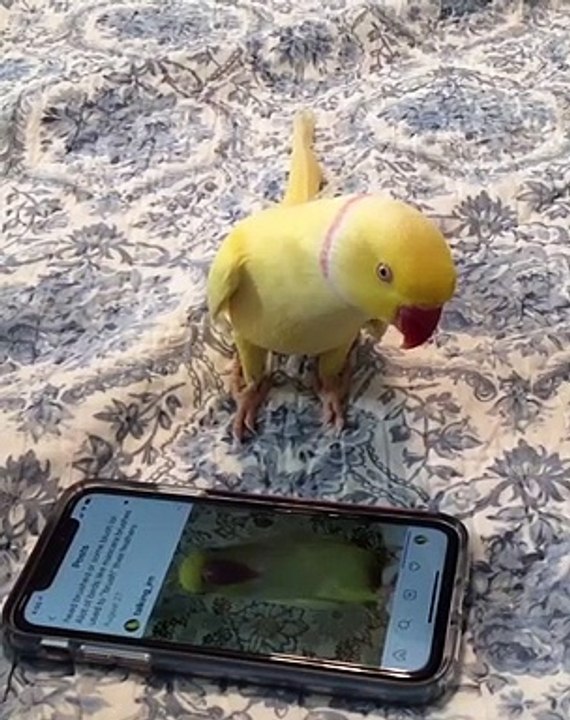 Indian Ringneck Loves Talking with Himself