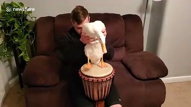 Duck duck groove! Drumming duck bangs bongos with perfect precision