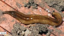 Invasive Flatworm 'Obama Nungara' Taking Over Europe