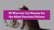 50 Warrior Cat Names for the Most Fearless Felines