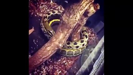 Ce serpent s'ennui dans son vivarium et tourne en rond... littéralement