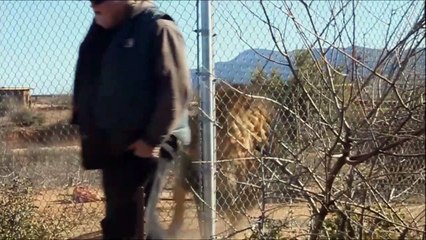 Ce lion a l'air très en colère contre ses soigneurs