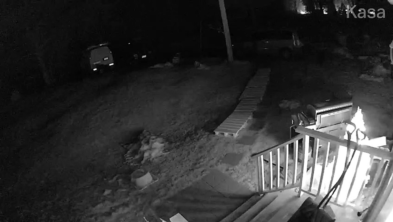 Man Attacked by Fox in Phippsburg