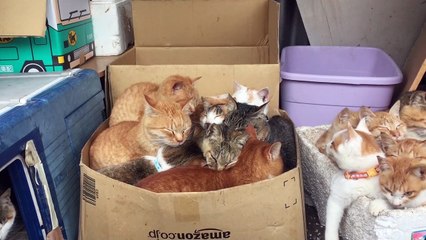 Clowder of Cats on Cat Island in Japan