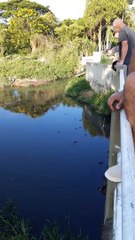 Gator Grabs Tourist's Tablet