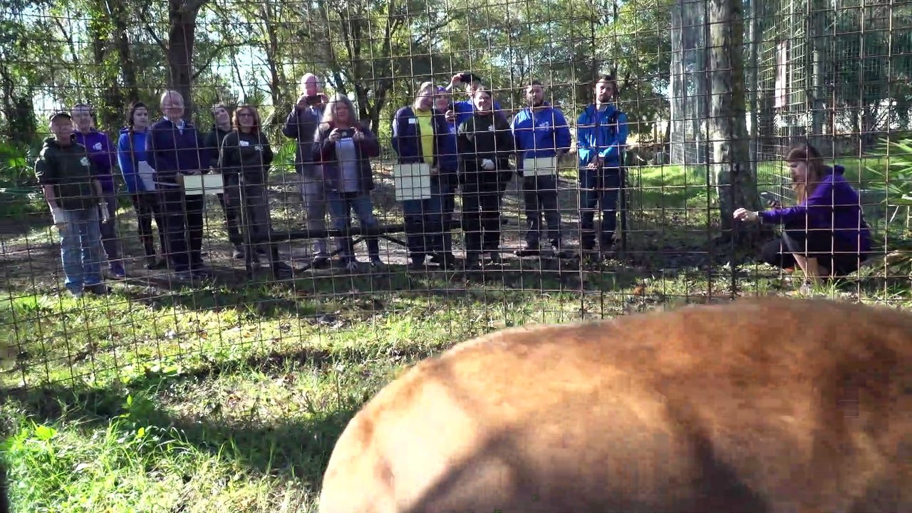 Lion Gets A Birthday Treat!