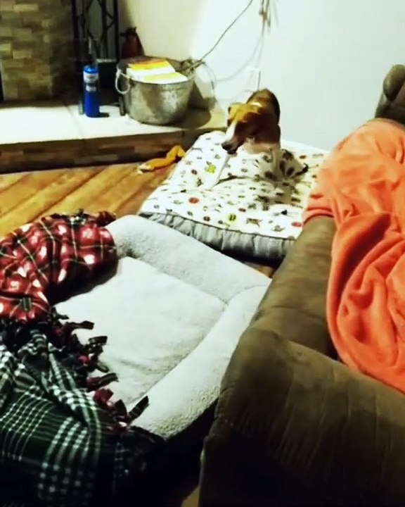 Two-Legged Dog Loves Zooming around the House