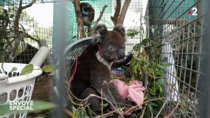Australie : au secours des animaux