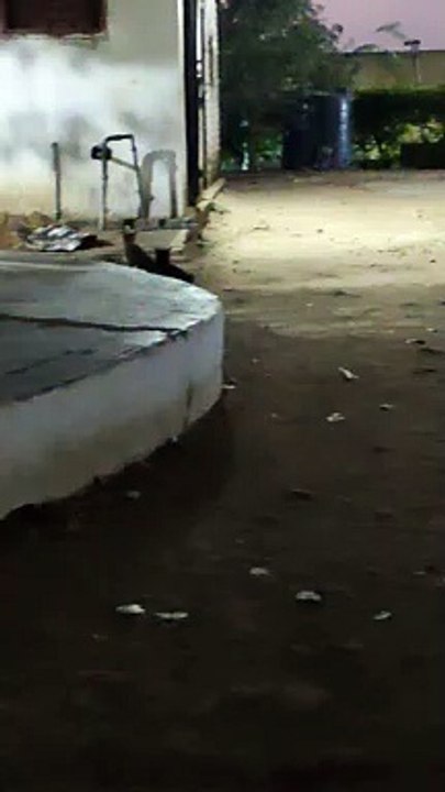 Indian Cat