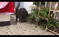Kucing Lucu Imut - Cute and Funny Cat Videos Compilation