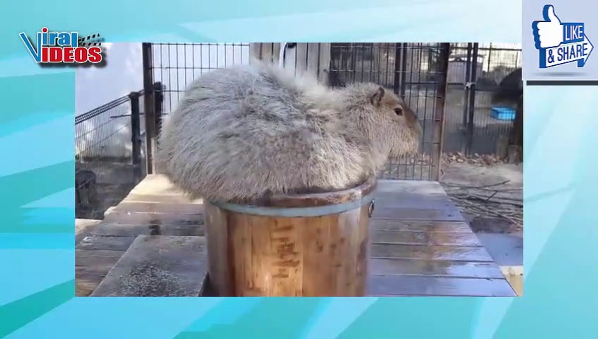 ⁣Cute and Adorable Capybaras Video Compilation | Nature is Amazing | Animal & Pets Viral Videos