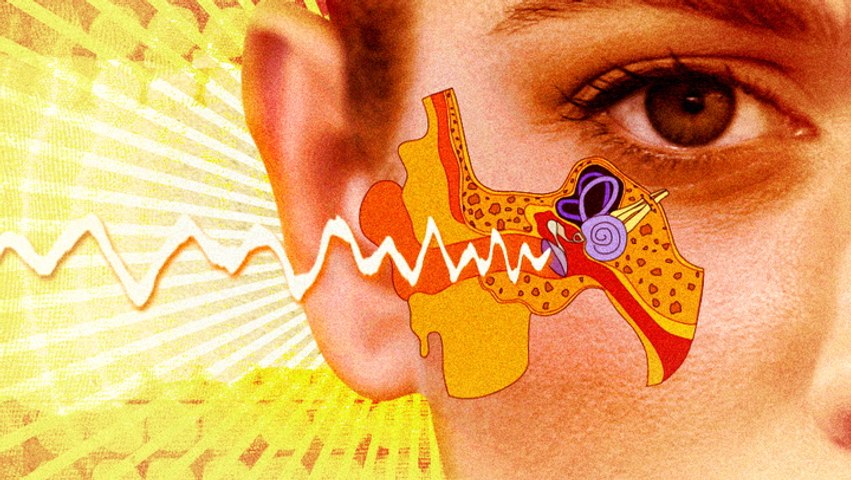 What's inside a human ear