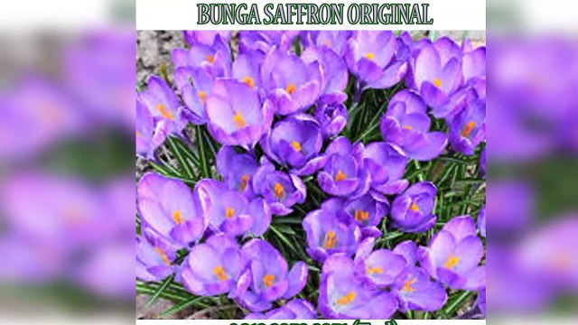 ORIGINAL !! WA : +62 812-3252-2251 (Tsel),Jual Bunga Saffron Samarinda Aceh,