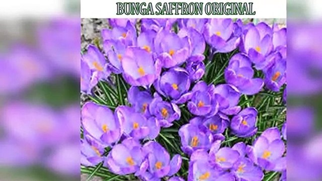 TERBAIK !! WA : +62 812-3252-2251 (Tsel),Jual Harga Bunga Saffron Samarinda Aceh,