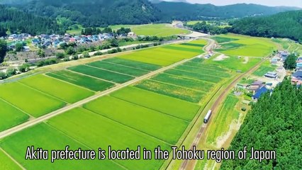 THE TOP BEAR AND TOP DOG OF AKITA, JAPAN-A PLACE TO PRESERVE THEIR HABITAT. A HELPFUL DISCOVERY [秋田]