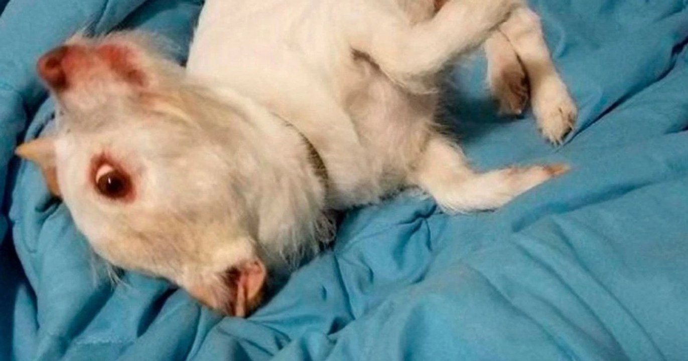 Animal mutant ou chien mignon ??? Une illusion d'optique incroyable