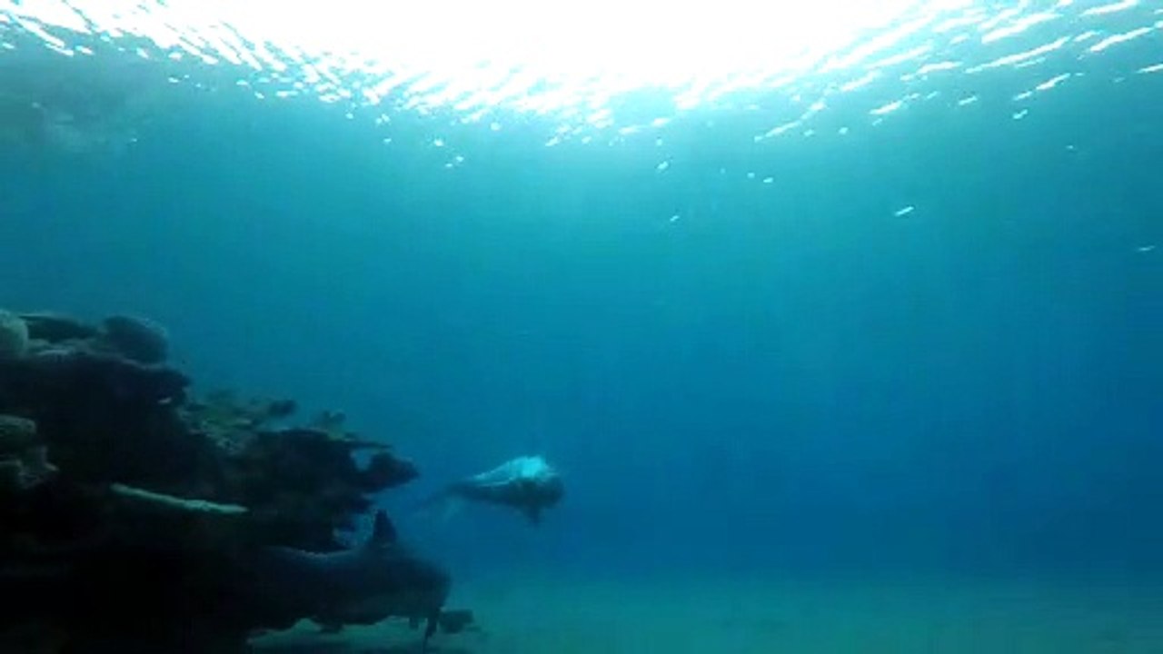 Dolphin swimming with divers in the Red Sea, Eilat Israel
