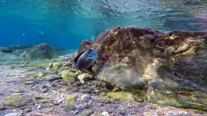 Fish swim in the Red Sea