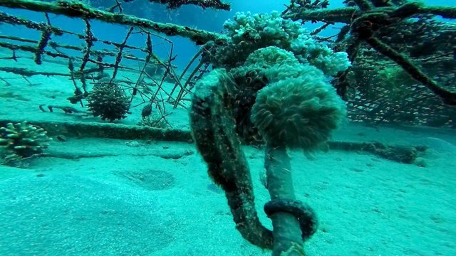 Hippocampus Sea ​​horse in the Red Sea