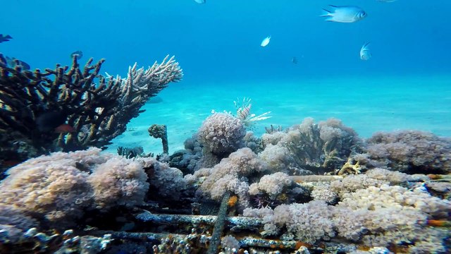 Hippocampus Sea ​​horse in the Red Sea