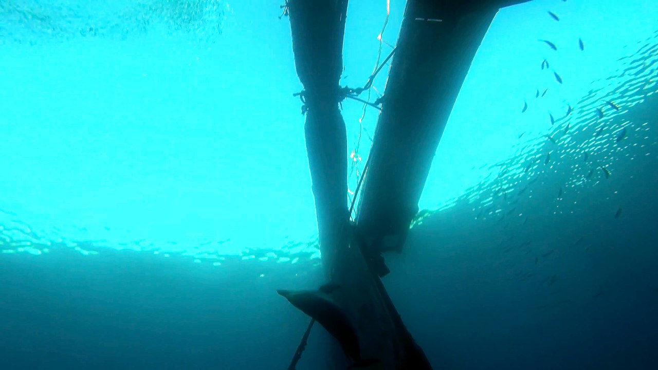 Dolphin swimming with divers in the Red Sea, Eilat Israel