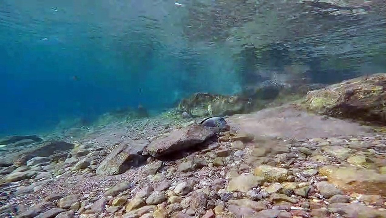 Fish swim in the Red Sea