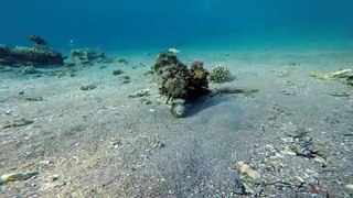 Fish swim in the Red Sea