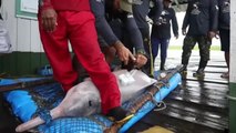 Los delfines rosados del río Amazonas vuelven a estar seriamente amenazados por la caza ilegal