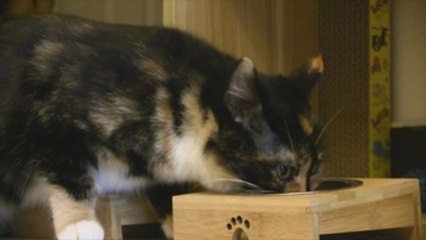 Las mascotas, víctimas de un coronavirus del que no se pueden contagiar