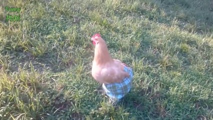 Chickens Wearing Pants - Funny Chicken Videos