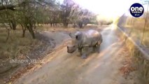 Viral Video : Orphaned Rhino Plays With Goat In Jungle !