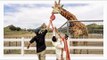 Groom Trying to Pose For Wedding Pictures Gets His Hat Snatched by Giraffe From Behind