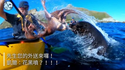 CollectionVideo-petmao_curation-petsmao.nownews-copy1-PetsMaoParser-2020/02/07-09:30