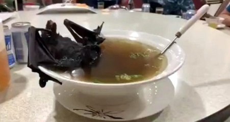 Koronavirüs salgınının yarasadan değil pangolinden yayıldığı ortaya çıktı