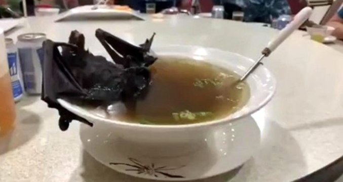 Koronavirüs salgınının yarasadan değil pangolinden yayıldığı ortaya çıktı