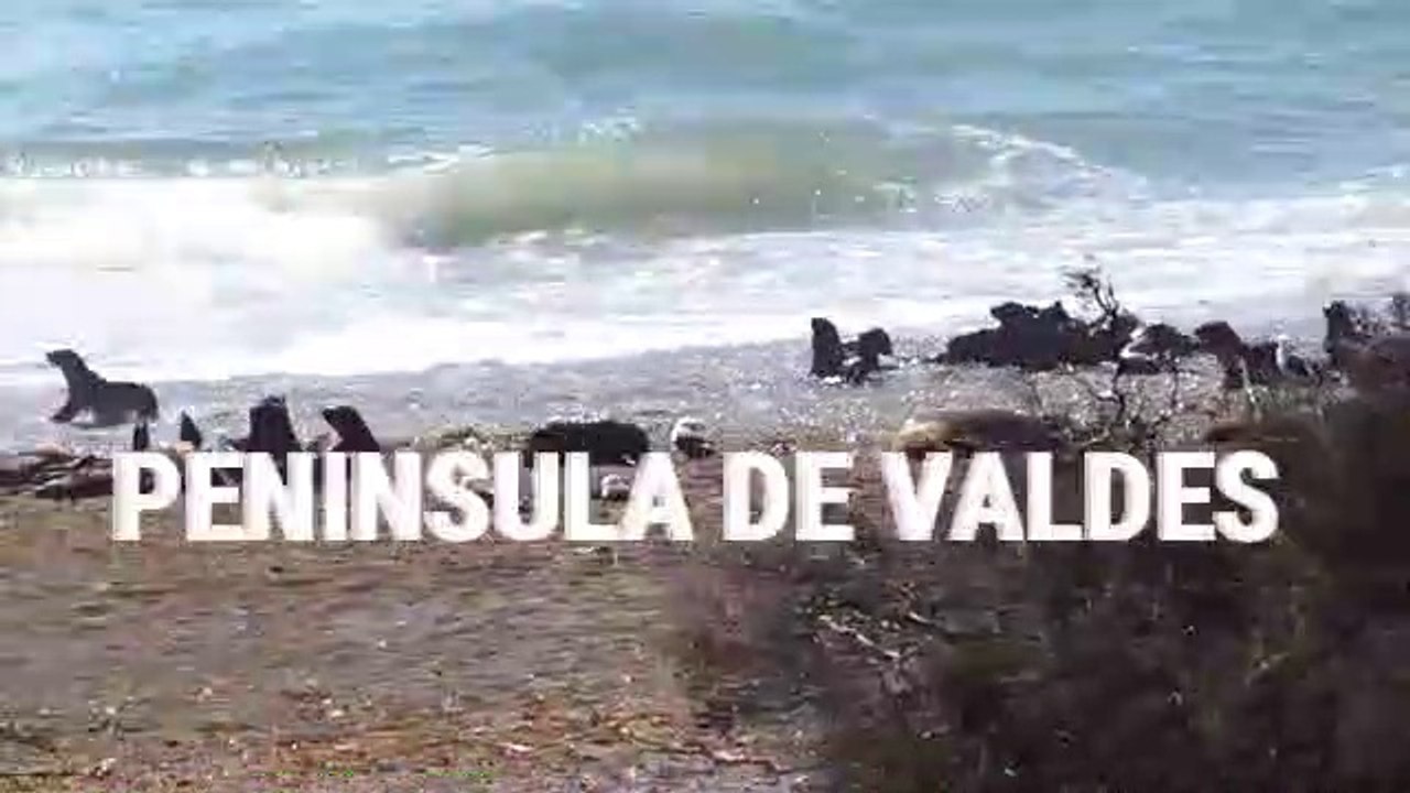 peninsula valdes , patagonia argentina