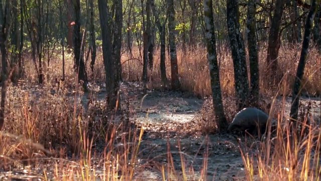 Le pangolin une espèce en danger de disparition