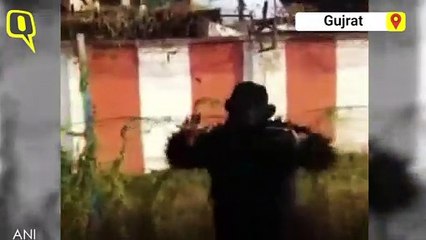 Ahmedabad Airport Employee Dons Bear Costume to Chase Away Langurs