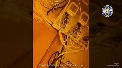 Desmantelan una plantación de marihuana en un piso de la Macarena