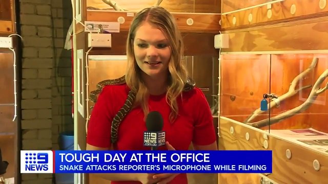 Une présentatrice de télé faisant un reportage sur les bons gestes face aux serpents a été interrompu par le serpent.