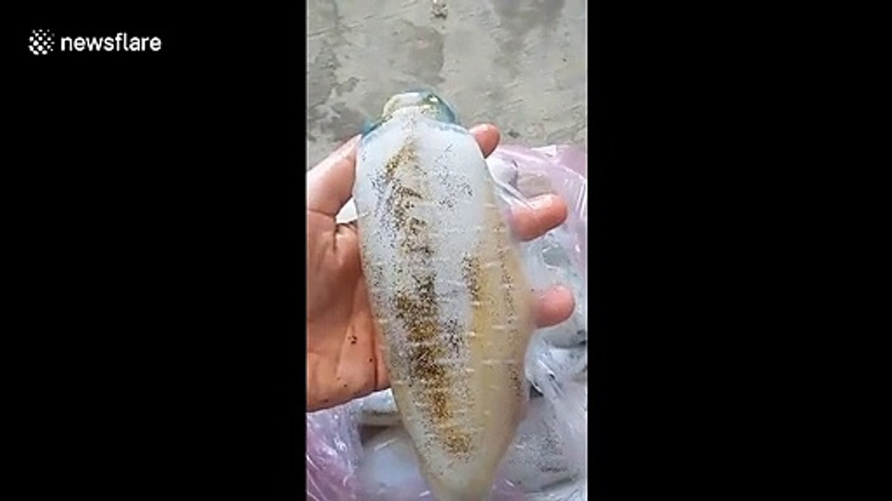 'Flashing squid' changes colour with the touch of a finger at Vietnam fish market