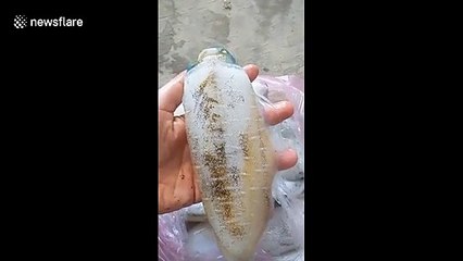 'Flashing squid' changes colour with the touch of a finger at Vietnam fish market