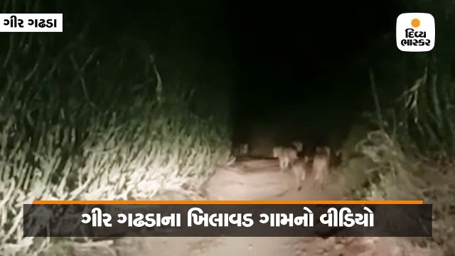 રાતના અંધારામાં પરિવાર સાથે લટાર મારતો સાવજ કેમેરામાં કેદ, વીડિયો વાઈરલ થયો