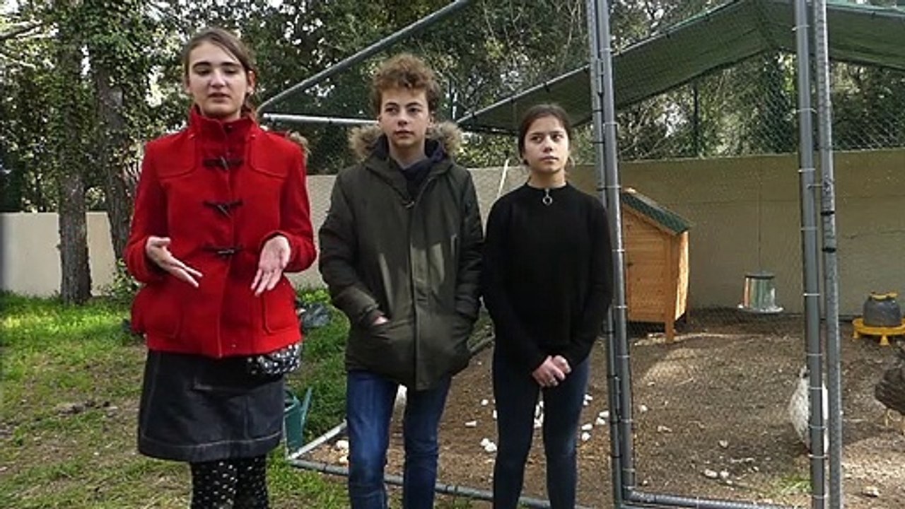 Les collégiens des Pins de Castries prennent soin du poulailler de l'établisssement