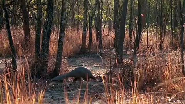 Coronavirus : Le pangolin, animal suspecté d'avoir transmis la maladie à l'homme