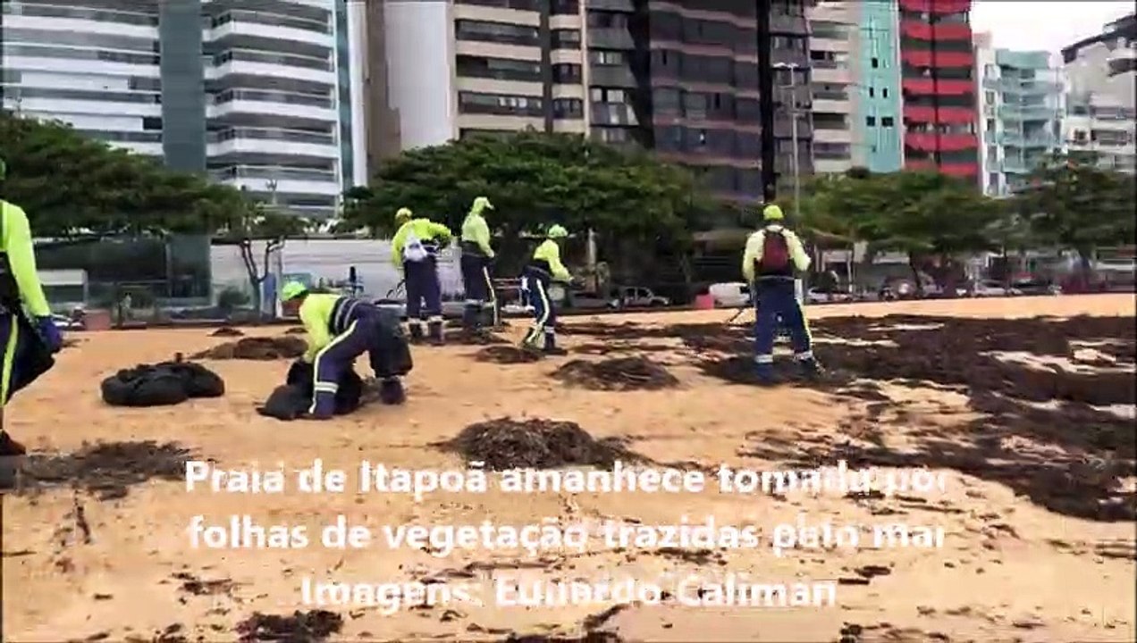 Praia de Itapoã amanhece tomada por folhas de vegetação trazidas pelo mar