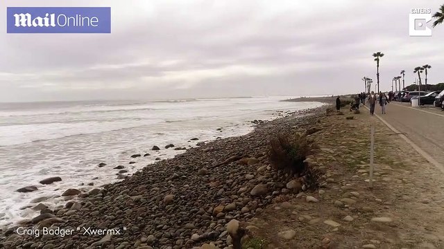 Un groupe de dauphins nagent aux côtés d'un surfeur